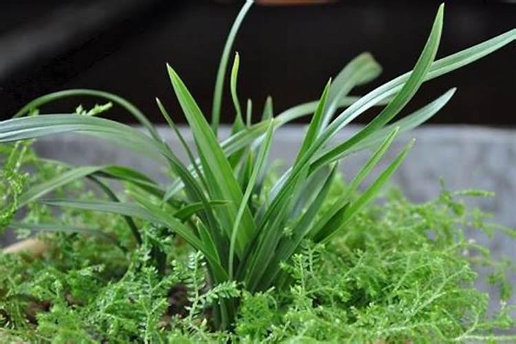 用青苔种兰花怎么施肥