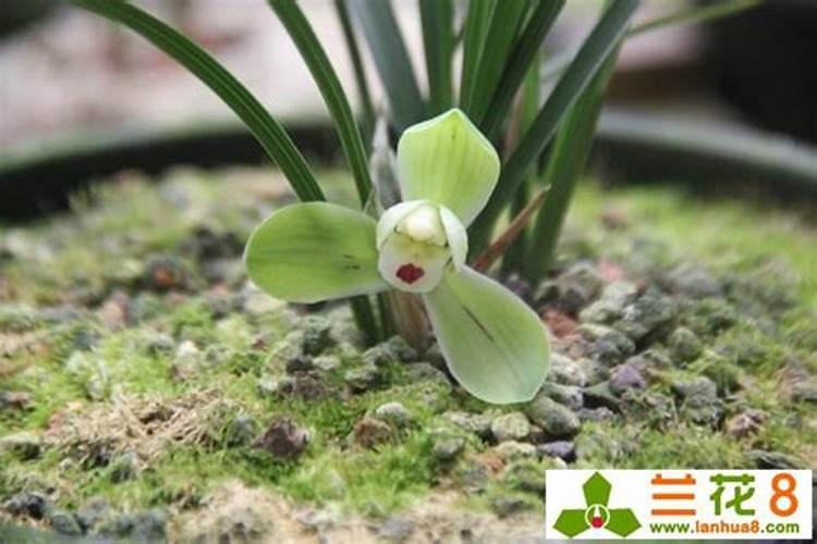 用青苔种兰花怎么施肥(有青苔的盆栽兰花怎么施肥)