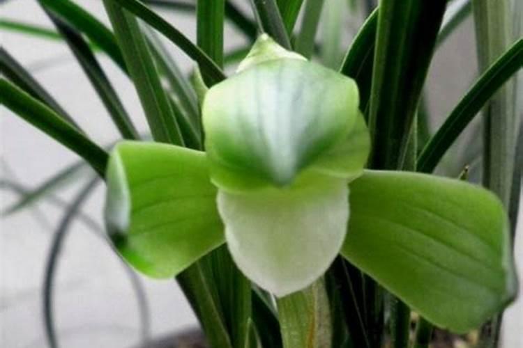 用青苔种兰花怎么施肥