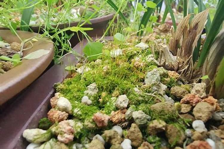 青苔喜欢什么肥