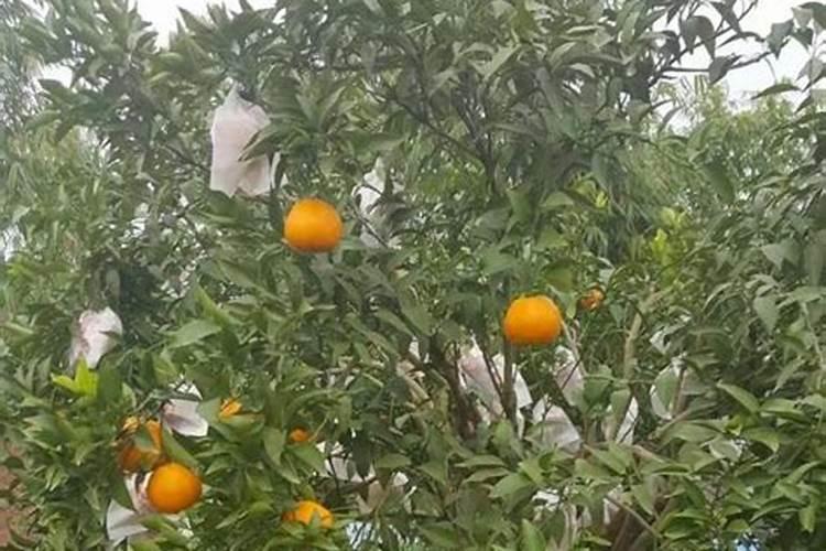 柑橘增甜最佳方法