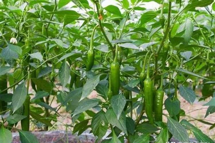 严重酸性土地用什么复合肥合适