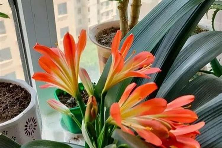 大棚草莓温度水肥管理 草莓病虫害防治