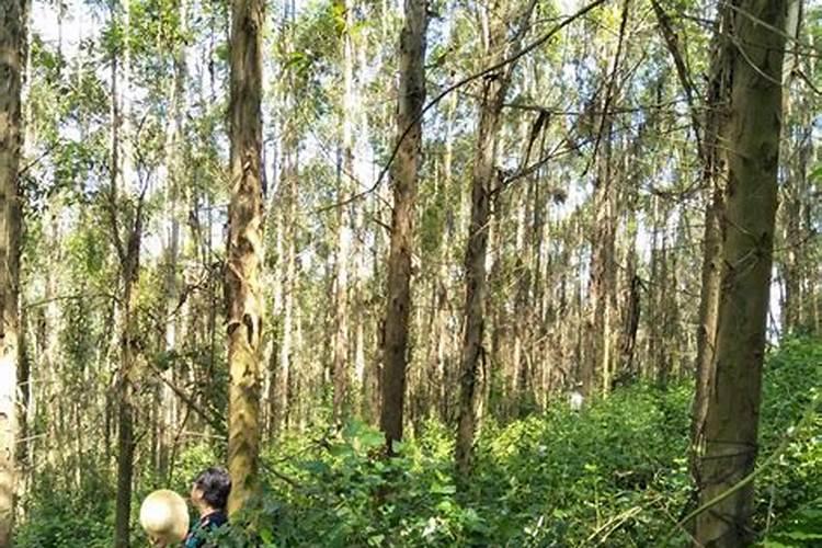 星际播报的主要角色