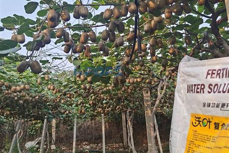掌握这几个施肥关键期,猕猴桃想不高产都难