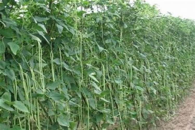 如何鉴别丙酸,乳酸,丙酮酸,草酸