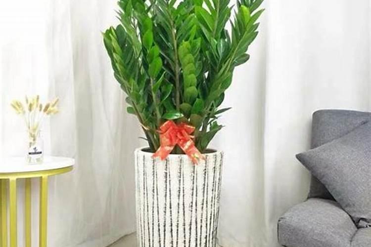 金钱树多久施一次肥