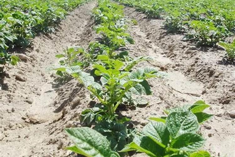 请问老师四季豆施什么肥料比较好谢谢