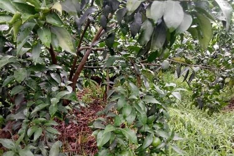 襄阳最好的茶叶,湖北襄阳什么茶叶出名