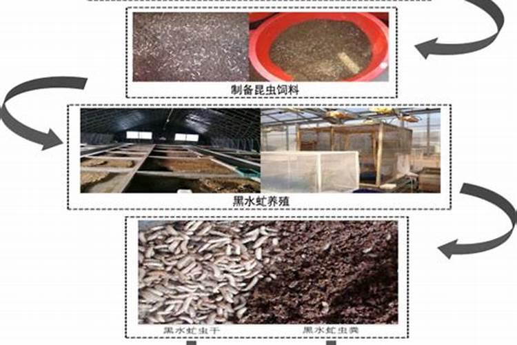 自制有机肥发臭生虫怎么办呢