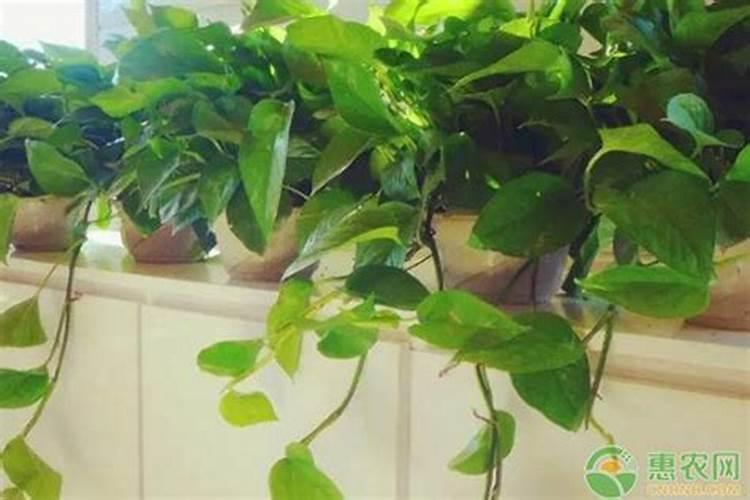 春菜种植时间和方法