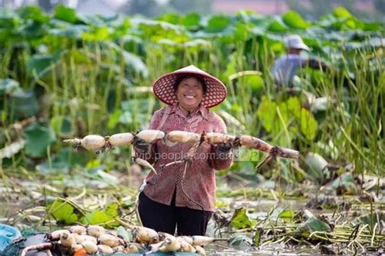 藕田用什么肥料