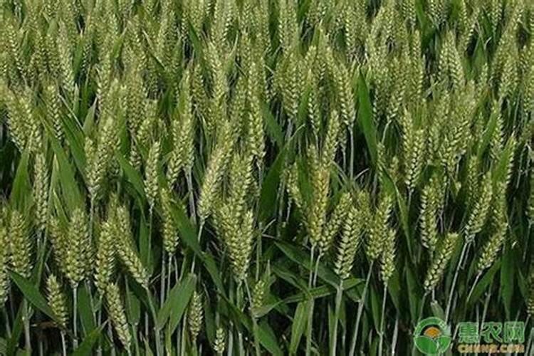 小麦春天追肥用什么肥料