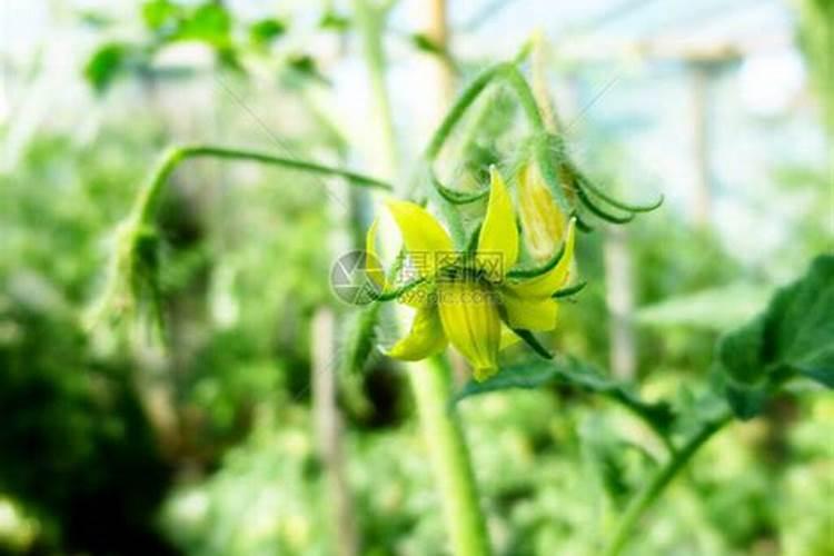 番茄开花期施什么肥