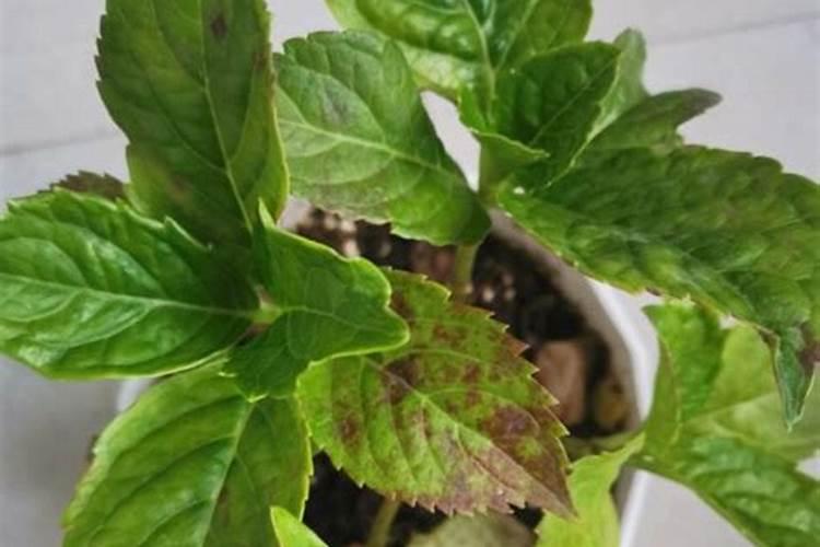 绣球花的养护与管理