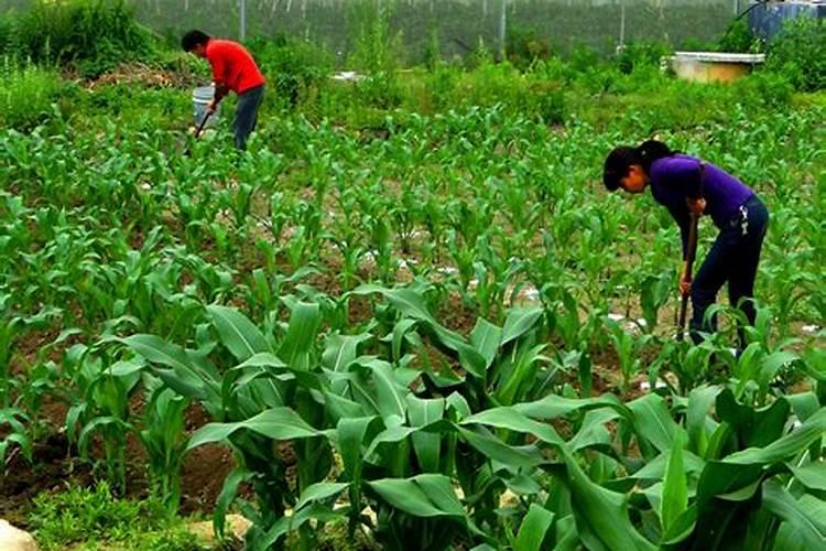白菜用什么肥料长得快