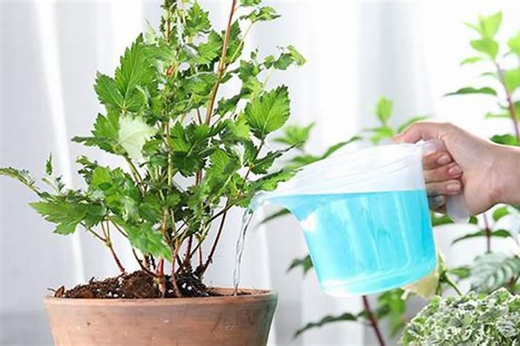 芒果的生长过程