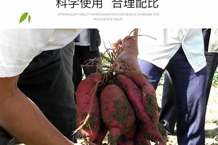 李子膨大特效药