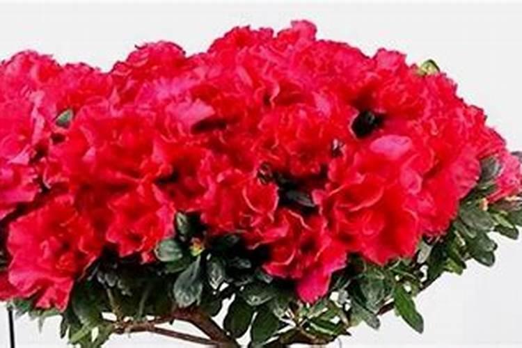 夏季如何养紫薇花,才能开花多、花期长？
