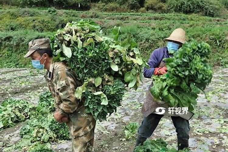 用大豆做底肥的使用方法 怎样用黄豆做肥料
