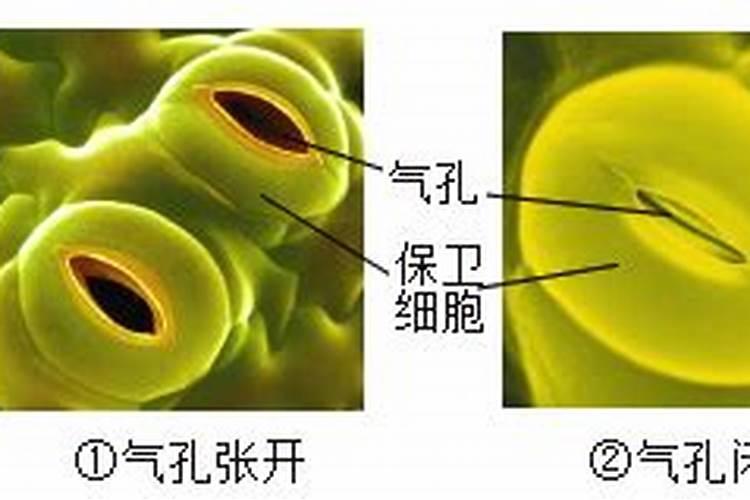 养花施肥的技巧 养花施肥的技巧有哪些