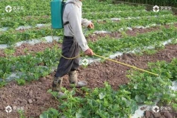 西瓜种尿素可以吗？