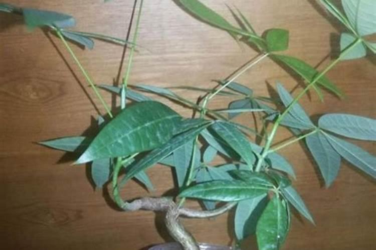 新买来发财树换盆后需要浇水吗(刚买发财树换盆能施肥吗)