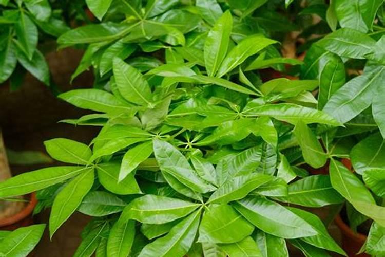 刚买回来的发财树换盆要用追肥吗？