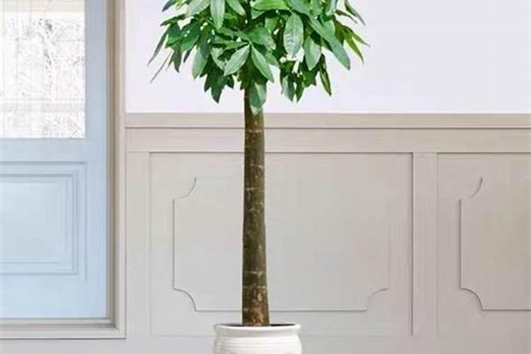 发财树怎么施肥