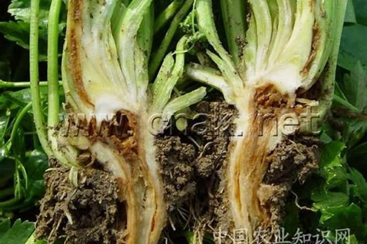 硼吧适用哪些蔬菜