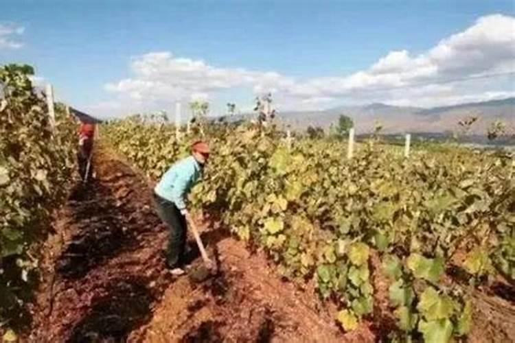 钙镁硼锌铁不能乱用