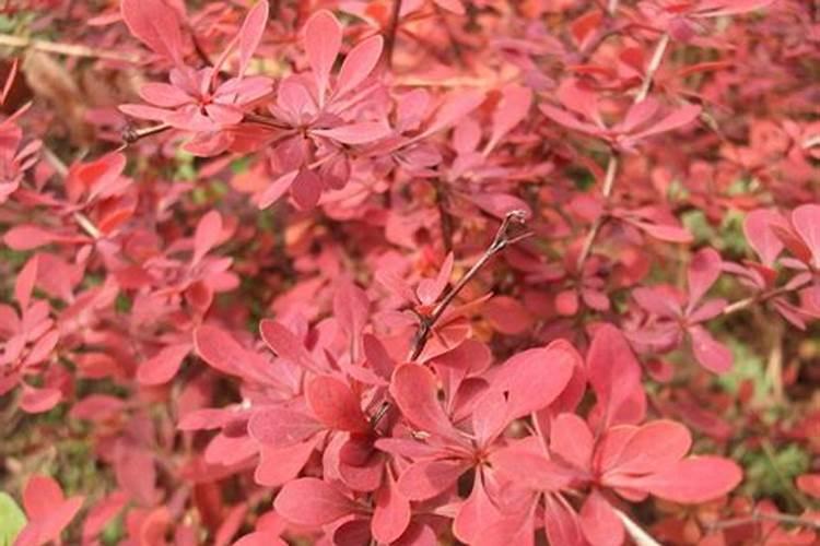 红叶小檗苗可以长多高