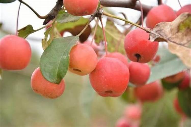 海棠花施什么肥最好