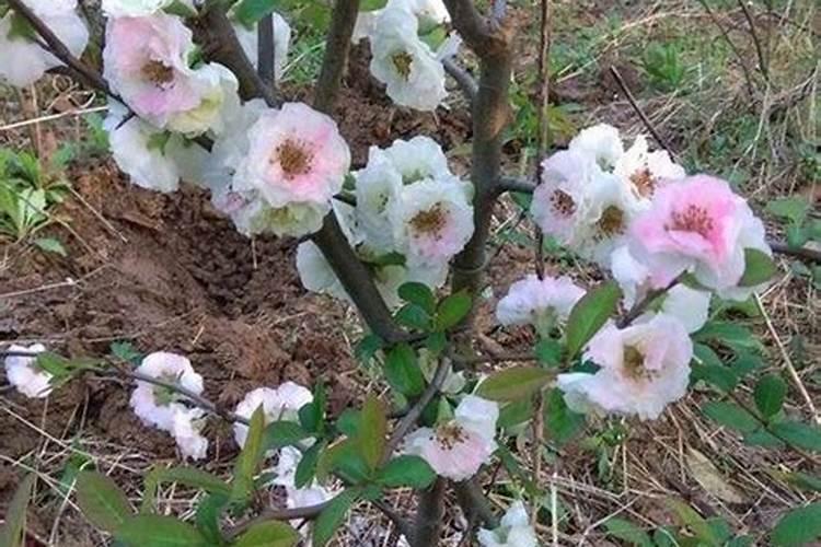海棠花施什么肥最好