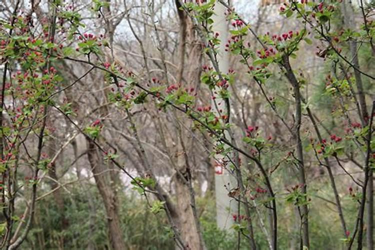 海棠花施什么肥好