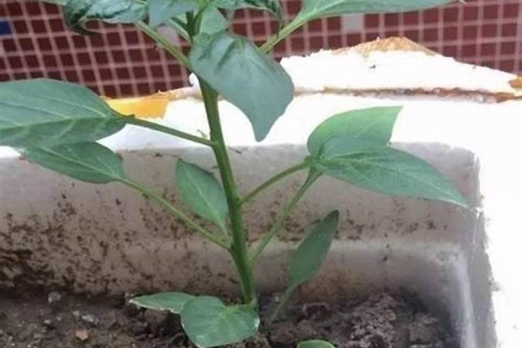 什么是氮肥,氮肥属于哪种肥料