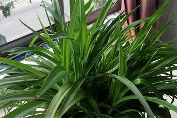 氨基酸水溶肥什么时候喷施效果最好