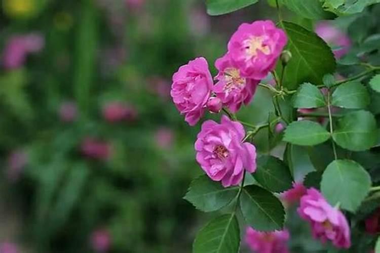 蔷薇花施肥施什么肥料