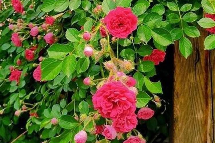 农历4月蔷薇花是否开青色的花朵