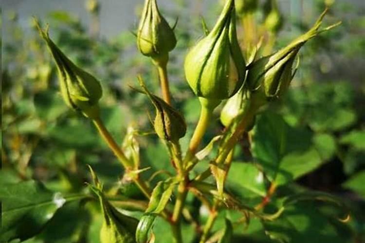 蔷薇什么时候开花？怎么养？
