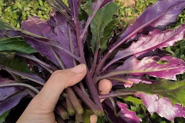 血皮菜(红凤菜)怎么种植
