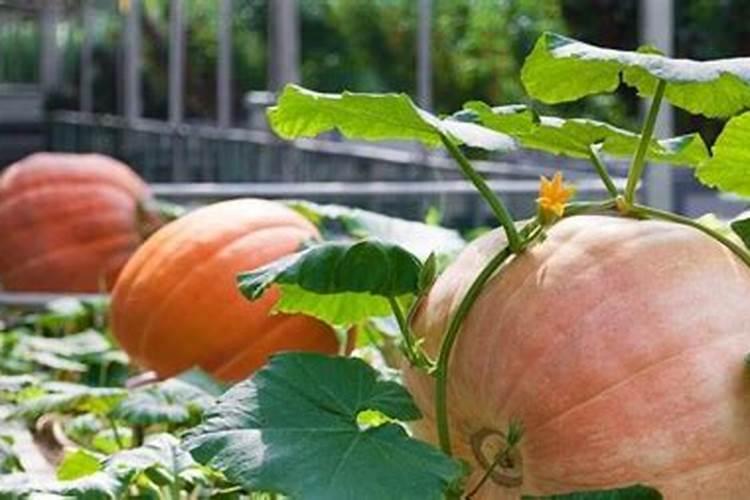 南瓜栽培怎么追肥