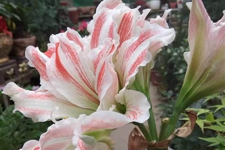 朱顶红施肥时间和方法花卉百科