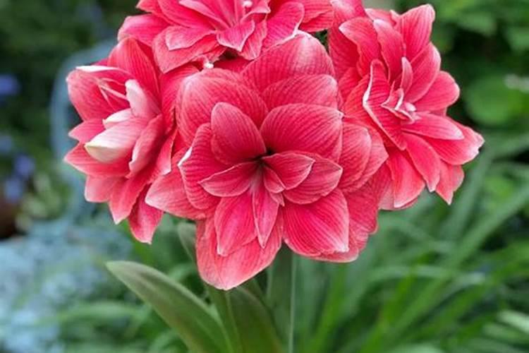 朱顶红施什么肥最好