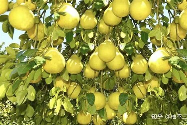 柚子皮可以做花肥料吗