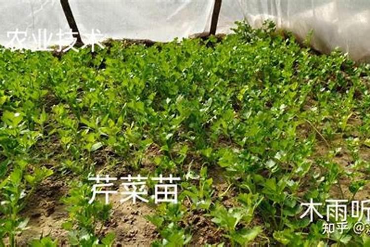 芹菜用什么肥料好