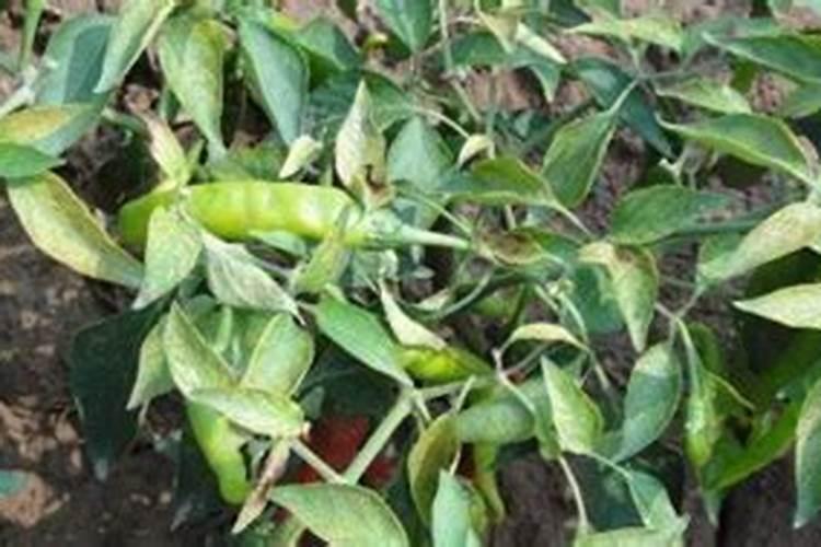 辣椒树苗已移栽活适合放什么肥料？