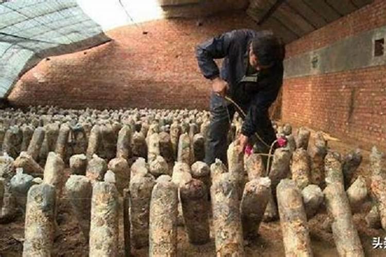 鱼蛋白与氨基酸水溶肥哪个好