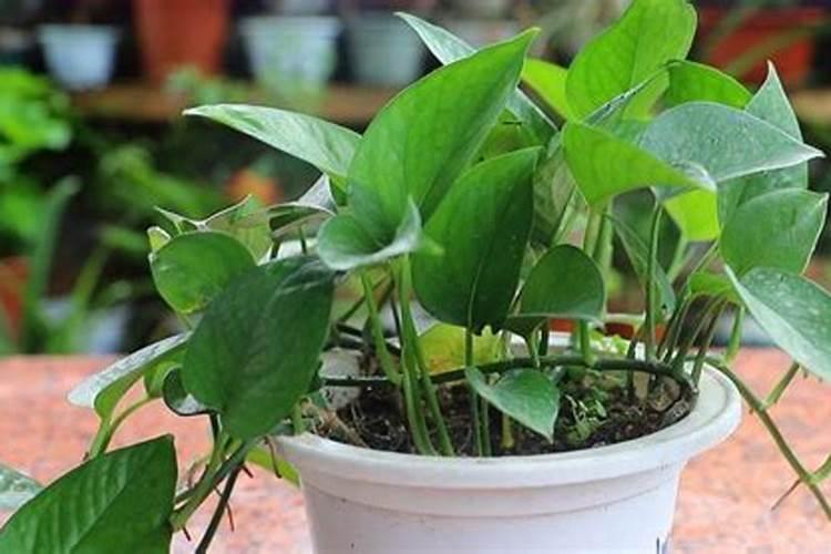 绿萝多久施肥一次 绿萝的施肥方法