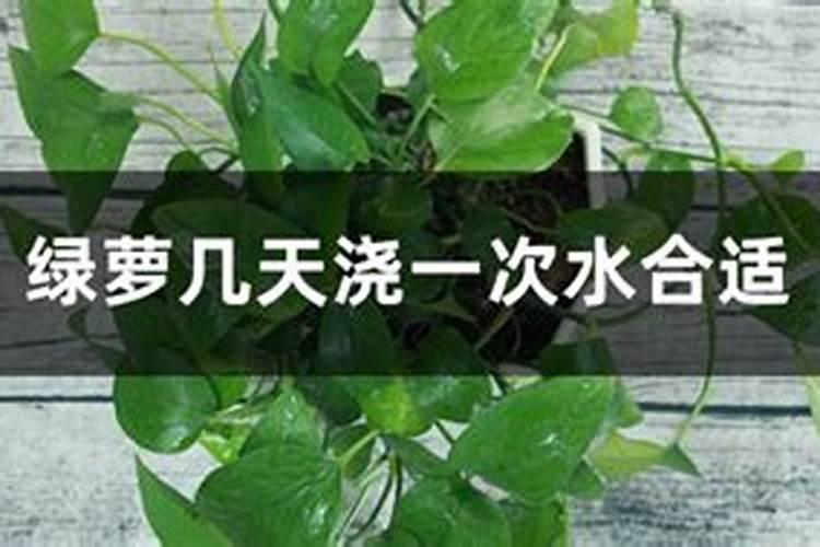 绿萝多久施肥一次 绿萝什么时候施肥好